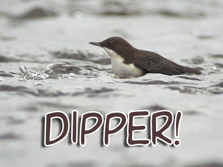[dipper8blog.jpg]