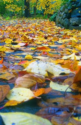 driveway leaves driveway leaves