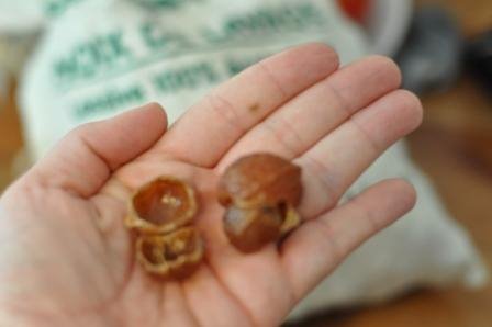 [soapnuts.JPG]