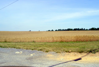 amber waves of grain