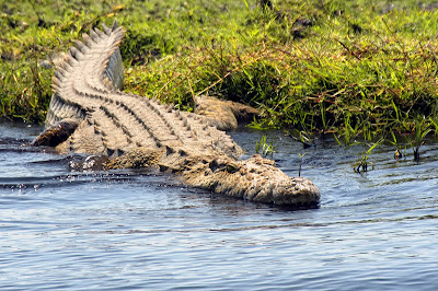 I've eaten alligator before. It really wasn't all that. It's kind of tough meat, so it mostly ends up ground or finely chopped in stews. Stick with beef.