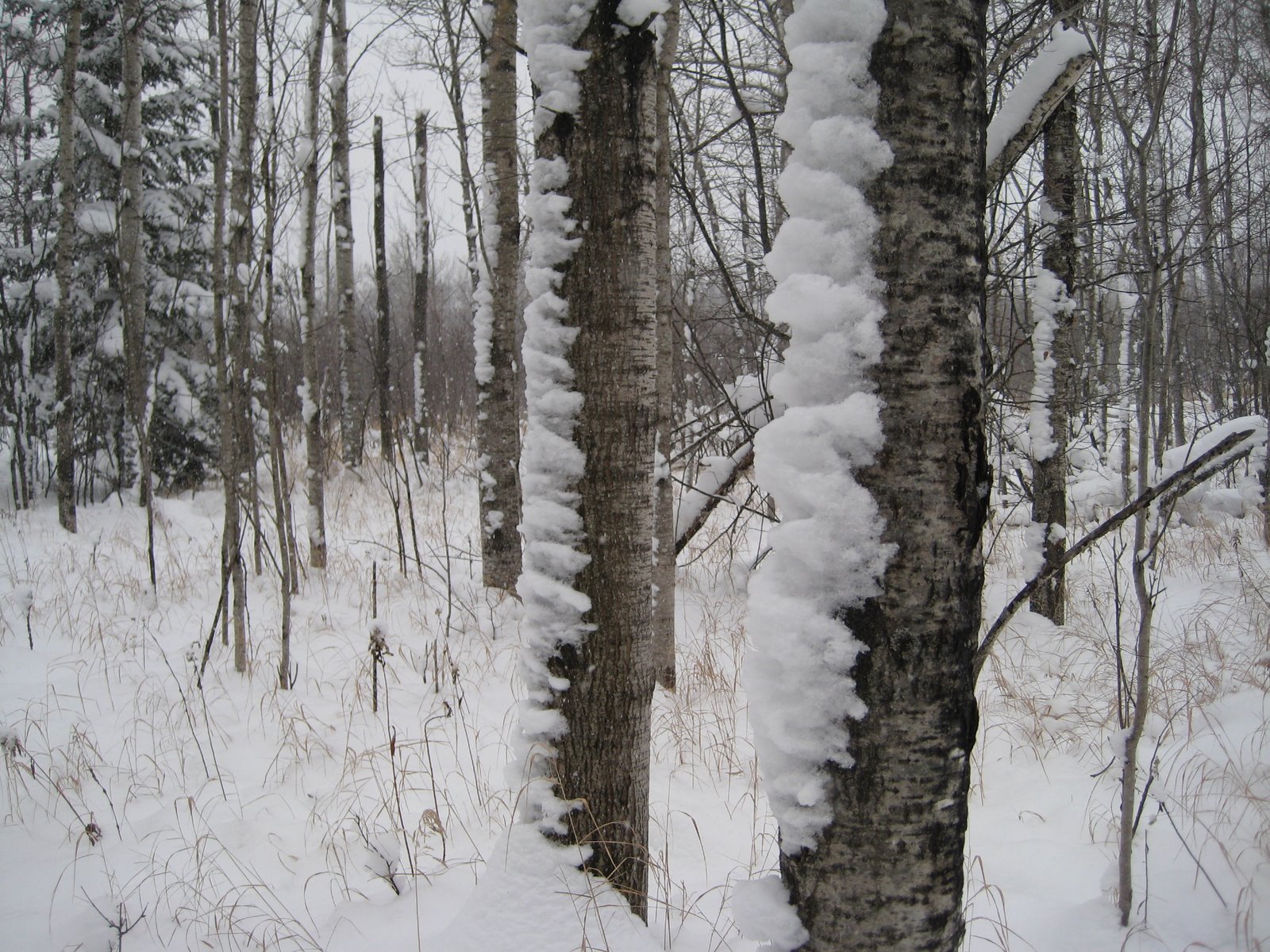 [snow+trees.JPG]
