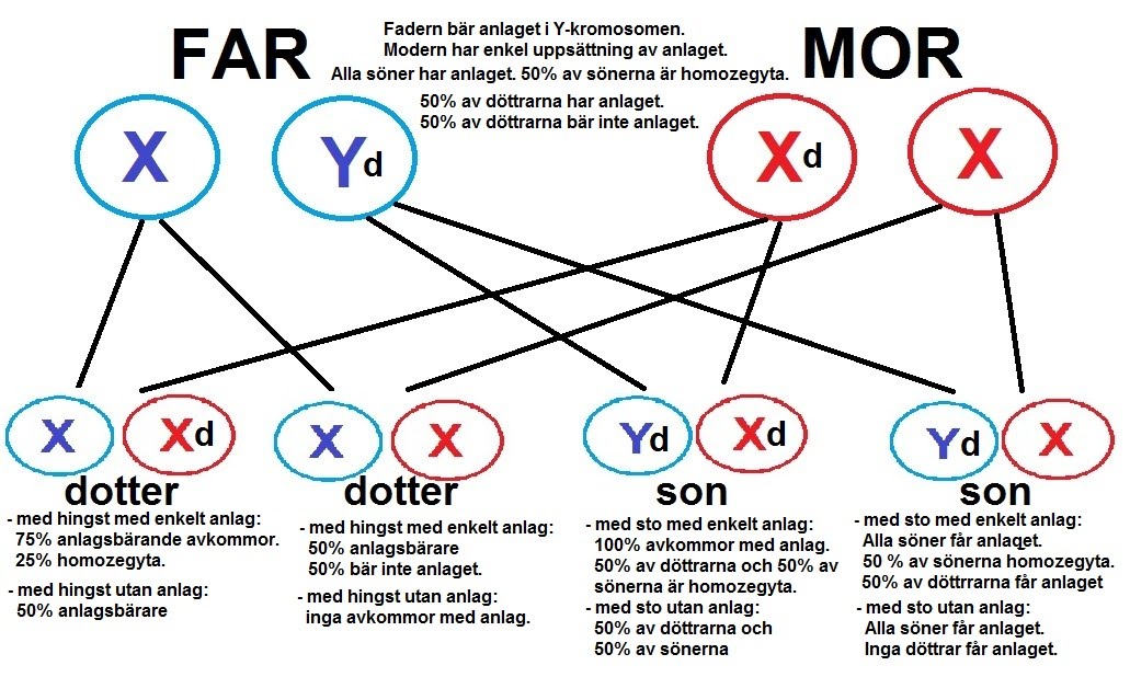 exempel på dominanta anlag