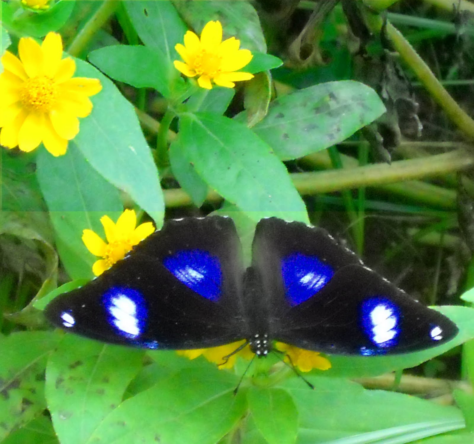 Postman Butterfly
