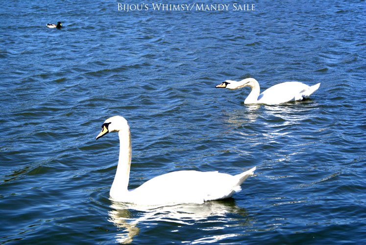 [Swans+02.jpg]