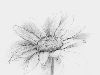 Daisy+flower+drawing