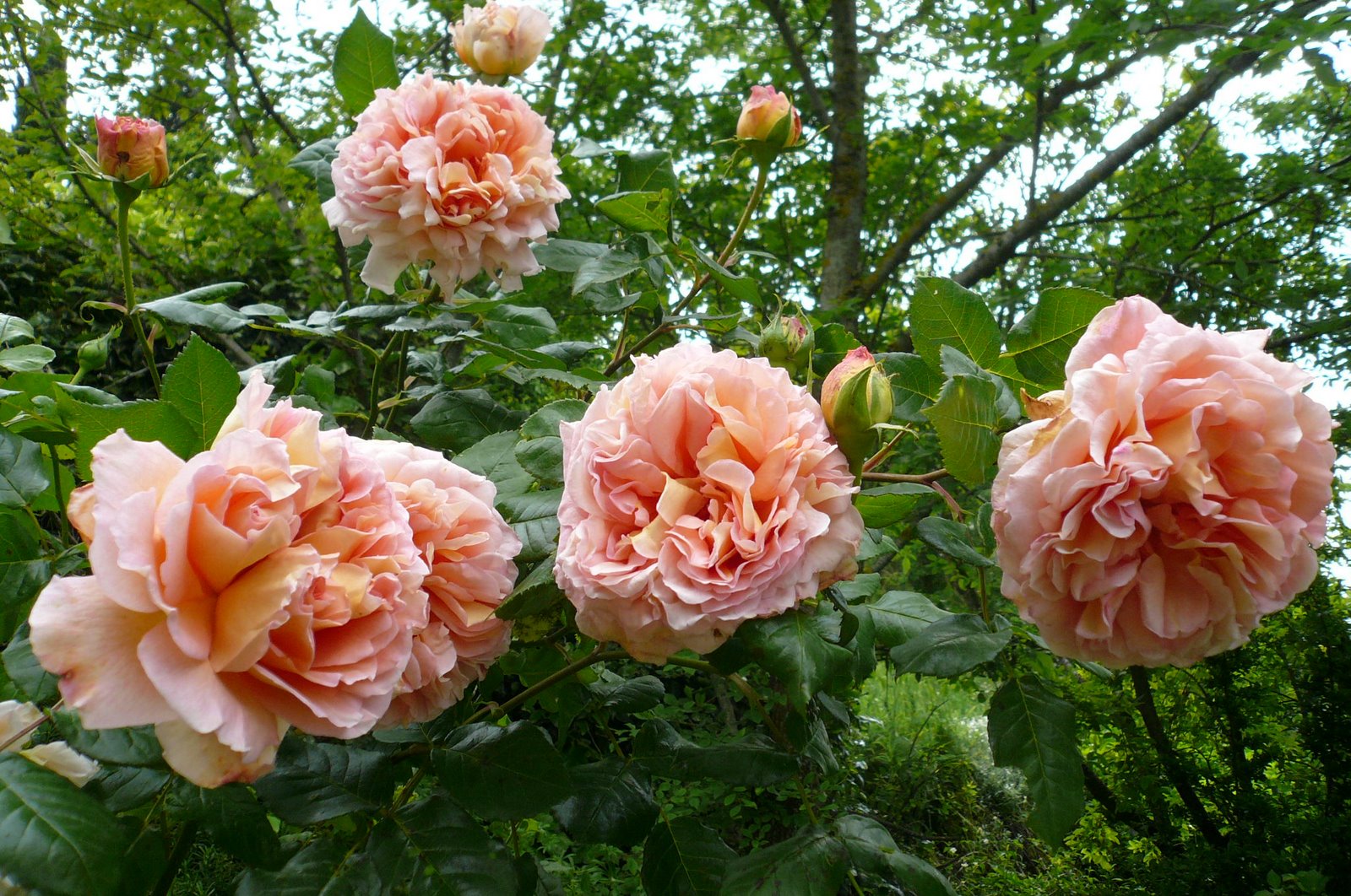 [P1020072.JPG]