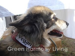 Vegan Dog