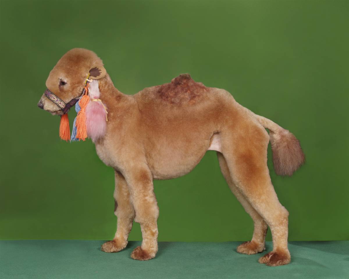 Small Dog Breeds Small Dog Breeds