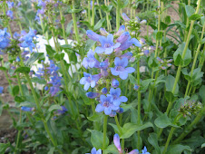 Penstemon