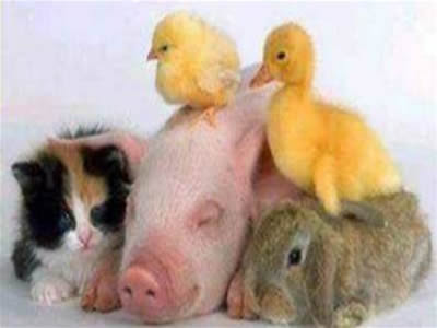 imagenes imagenes