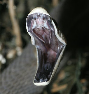 Saiba tudo sobre a "mamba-negra" uma das serpentes mais mortais do planeta