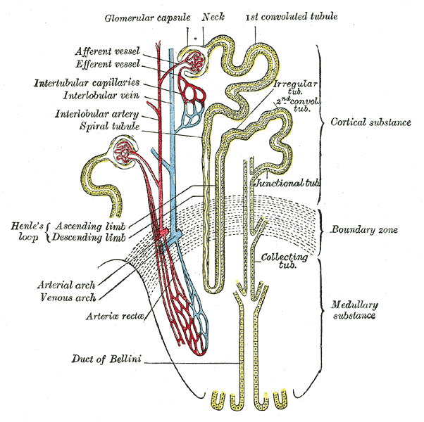 [Nephron.png]