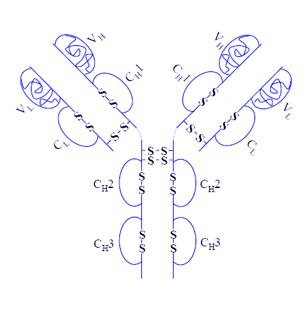 [Adalimumab_structure.png]