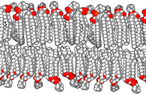 [Lipid_bilayer.gif]