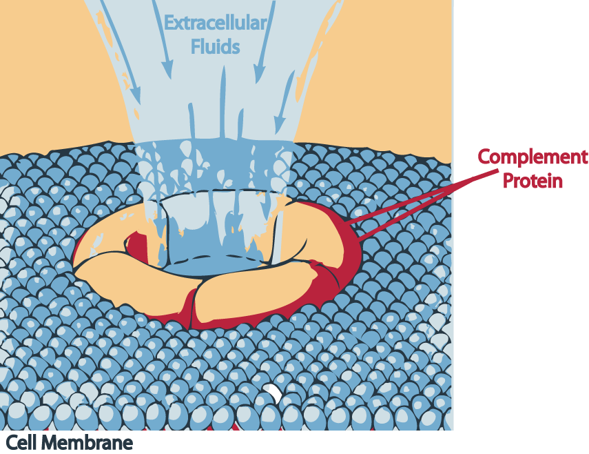 [Complement_death.png]