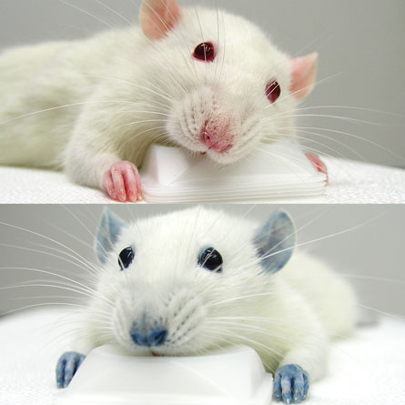 [Blue_dyes_benefit_.jpg]