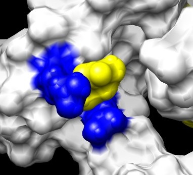 [TrypRepressor1.jpg]