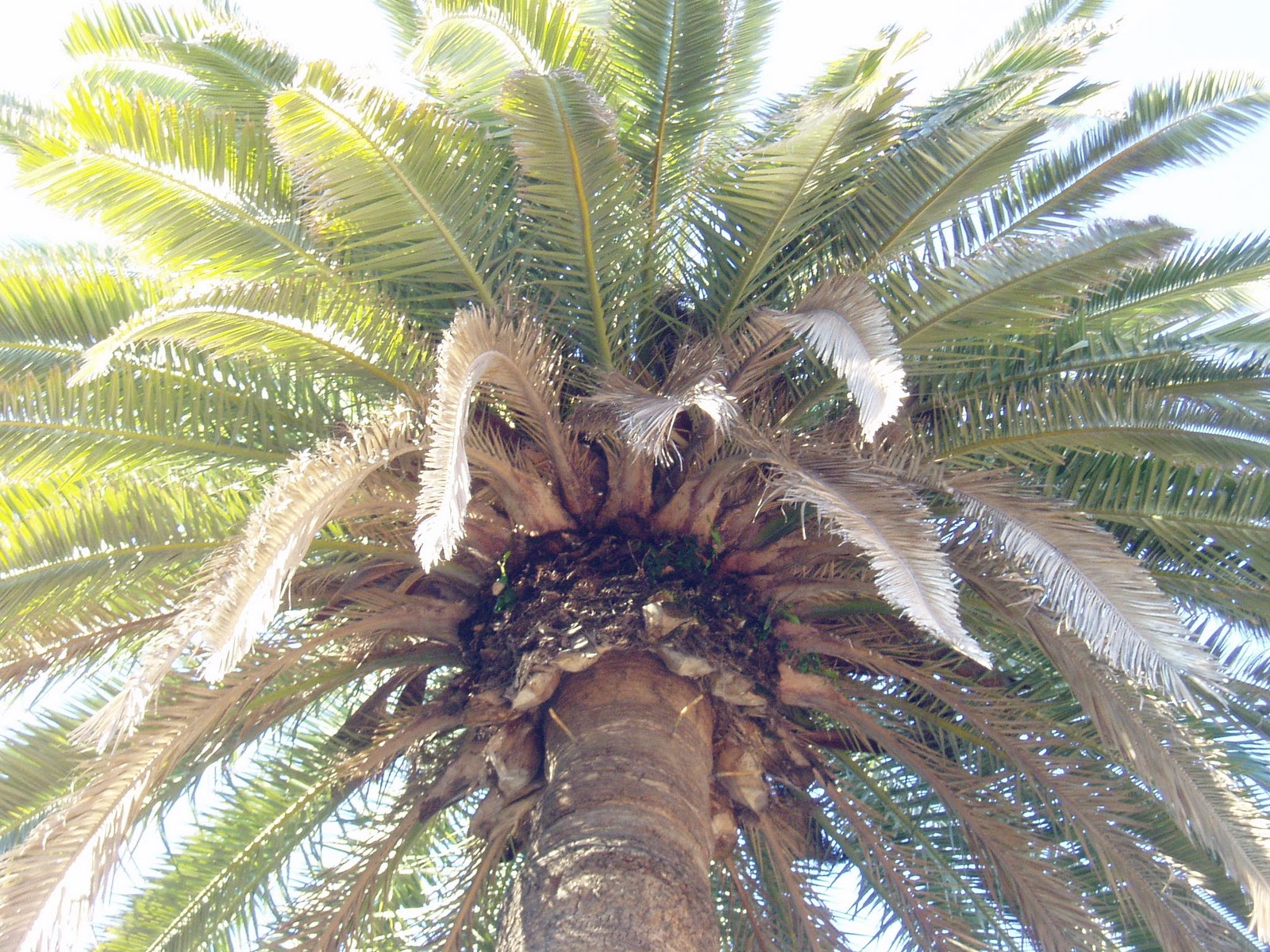 Diferencias entre Palmera datilera y Palmera canaria Plantas rioMoros