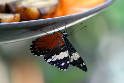 Red Cracker Butterfly
