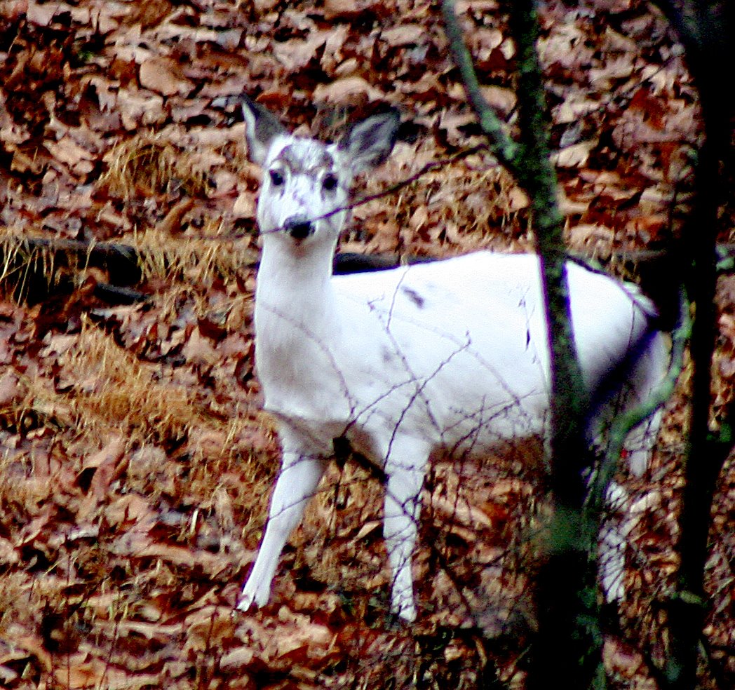 [white_deer.jpg]