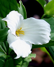 Trillium