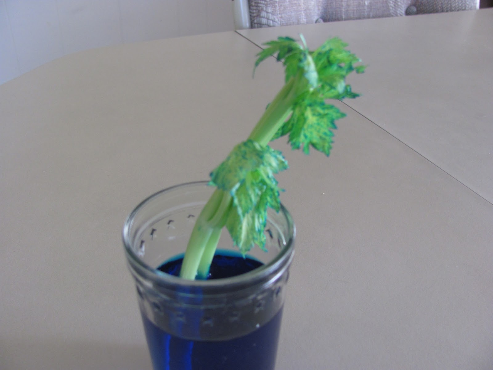 Homeschool on Pecan Drive Science Experiment using Turgor Pressure