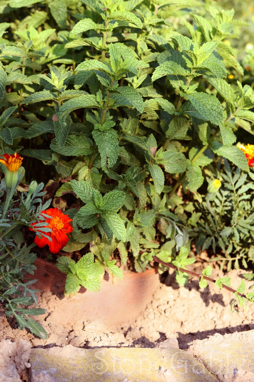 Mint Benefits 10 Incredible Health Benefits Of Mint Or Pudina You