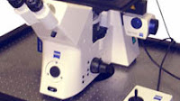 Microscopio virtuale 3D online e da scaricare gratis sul computer