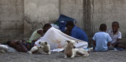 [Haiti_dogs_foreground_WSPA.jpg]