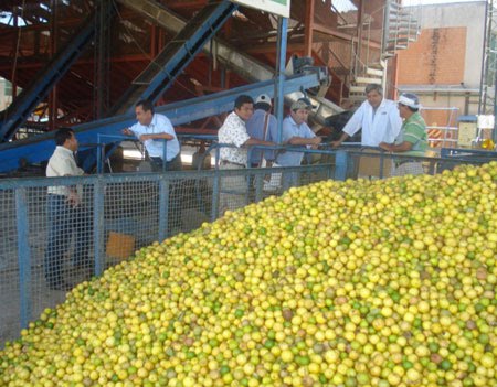 COMERCIALIZACION AGRICOLA comercializacion agricola: