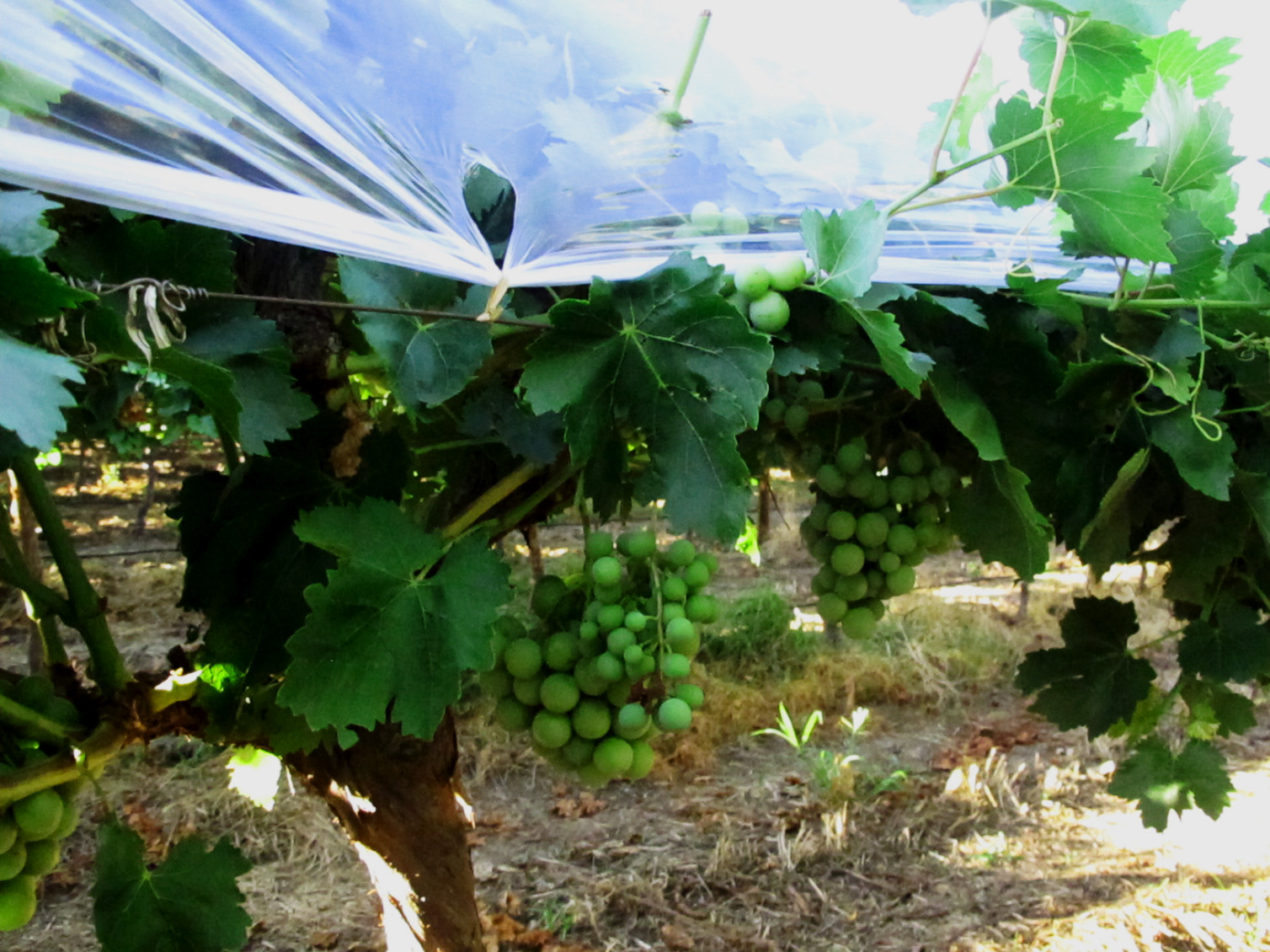 Black Pepper Plum Grappies en Grapes