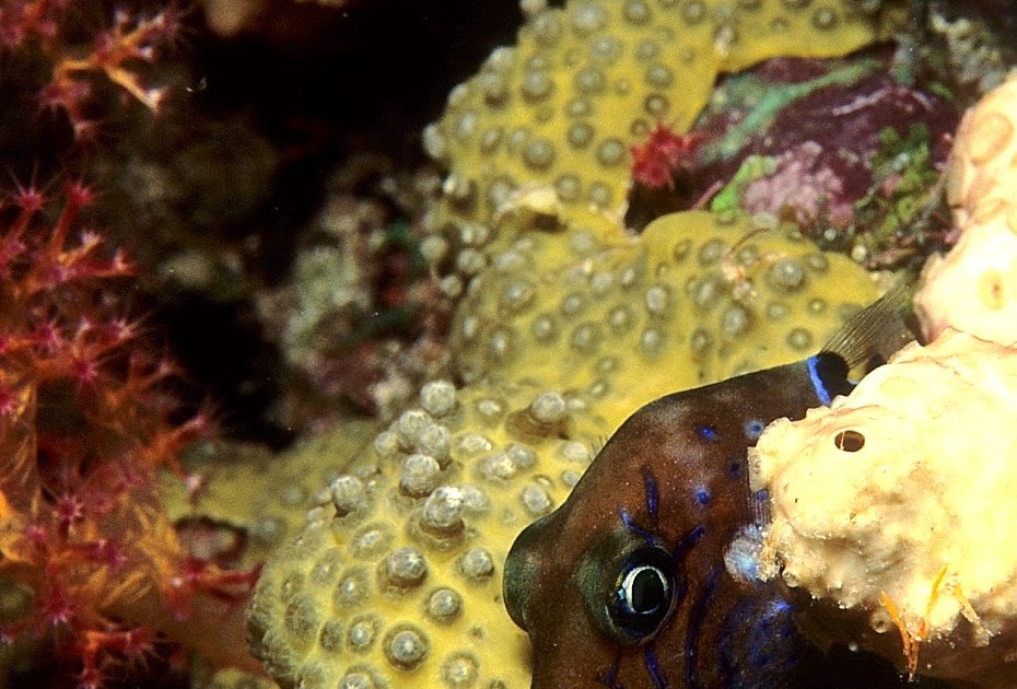 The Right Blue: Do Not Disturb: Sleeping Fish