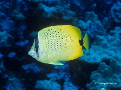 Milletseed Butterflyfish (Chaetodon miliaris), photographed at Puako Reef, on the Big Island of Hawaii Chaetodon miliaris
