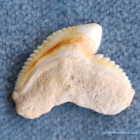 Tiger Shark tooth - outer surface tiger shark tooth