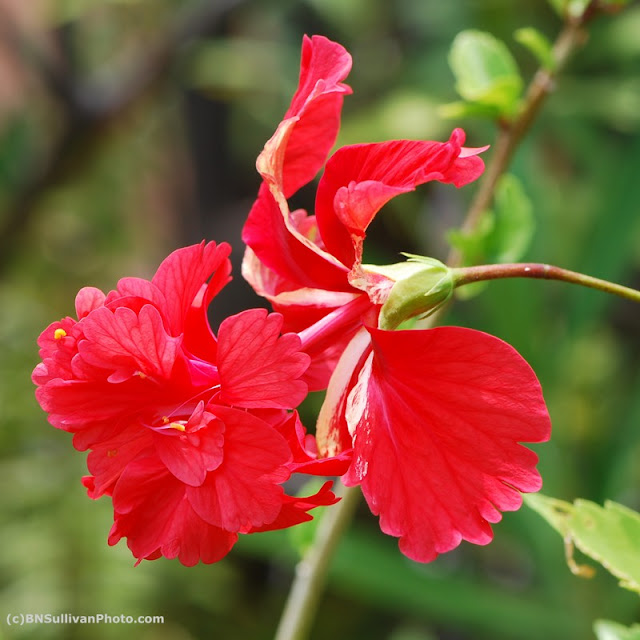 Hawaii Belle hibiscus