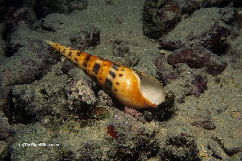 The Right Blue Finding Shells Underwater