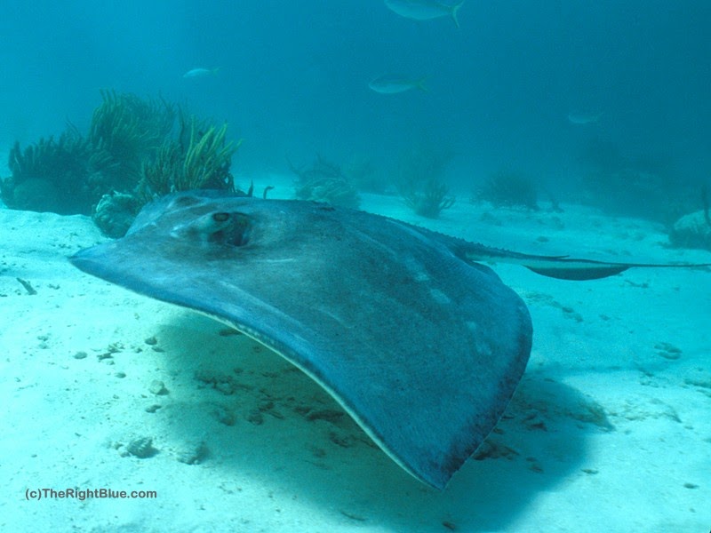 The Right Blue Stingrays Dangerous or Not?
