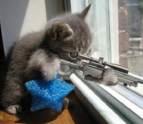 [cat-sniper.jpg]
