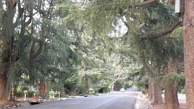 arroyolover its time to cruise along christmas tree lane christmas tree lane pasadena