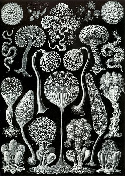 [427px-Haeckel_Mycetozoa.jpg]