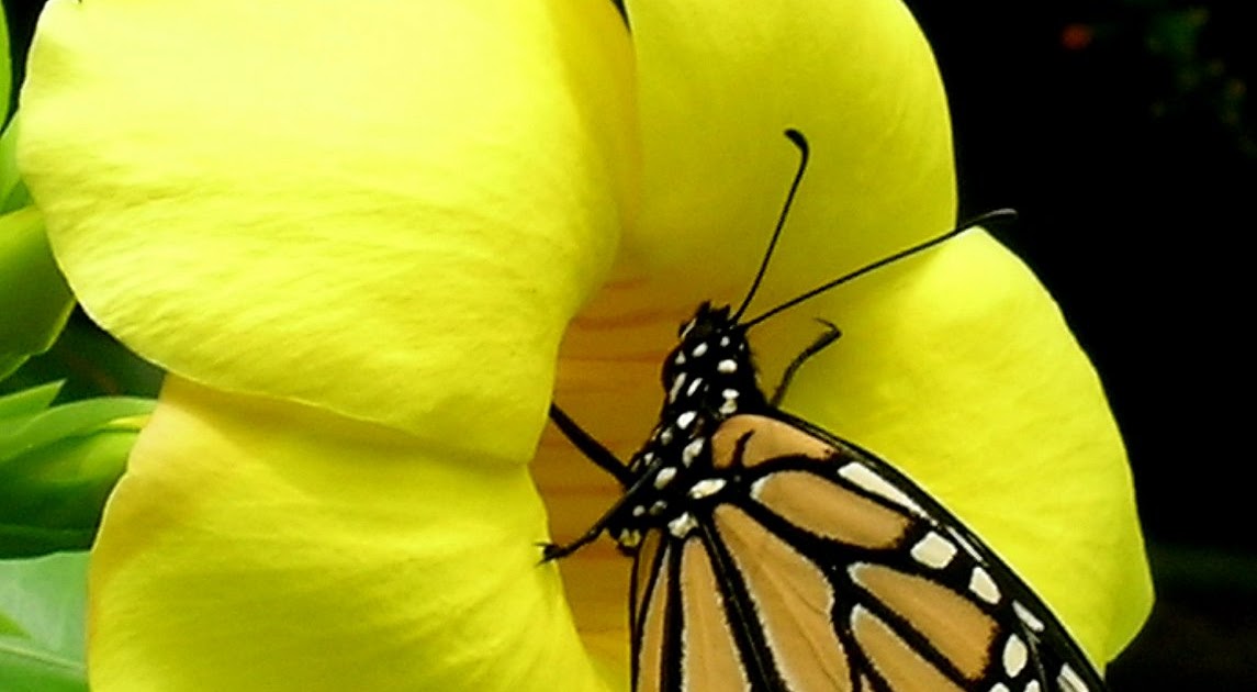Free Wallpapers: Butterfly Wallpapers, Butterfly Backgrounds, Butterfly