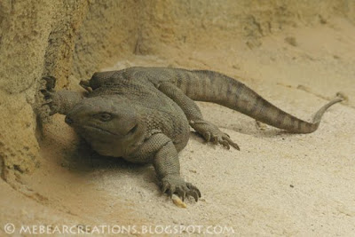 Lizzard