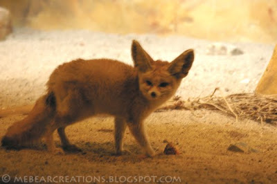 FennicFox_02