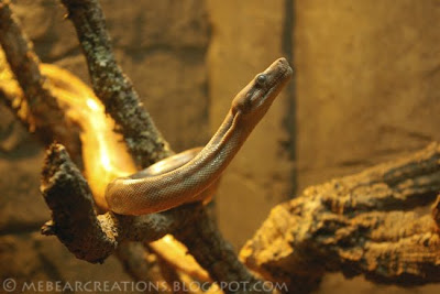 BoaConstrictor_01