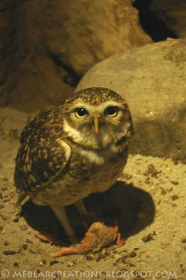BurrowingOwl_04