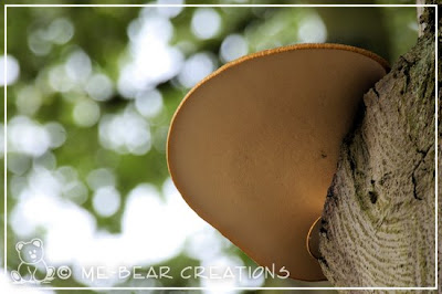 elfenbankje_03 photography, nature, spring, mushroom, shelf fungus, srl, dsrl, pentax, ist.dl, fotografie, natuur, lente, voorjaar, paddenstoel, elfenbankje