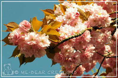 roze_bloesem_02