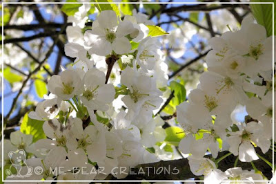 witte_bloesem_03