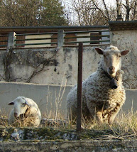 Les mouton-tonds